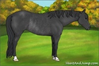 Horse Color:Black Rabicano 