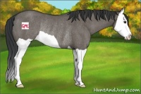 Horse Color:Grullo Splash Rabicano 