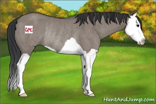 Horse Color:Grullo Splash Rabicano 