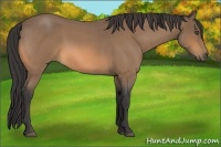 Horse Color:Buckskin Roan Frame 