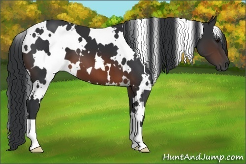 Horse Color:White Spotted Brown 