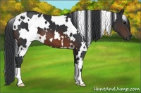 Horse Color:White Spotted Brown 