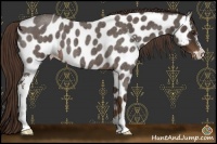 Horse Color:Liver Red Roan Sabino Appaloosa