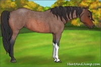 Horse Color:Bay Roan 