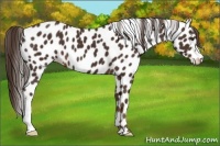 Horse Color:Liver Chestnut Leopard 