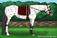 Horse Color:Bay Appaloosa 