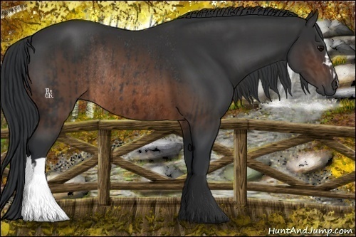 Horse Color:Brown Rabicano and Brown Rabicano