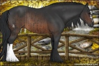 Horse Color:Brown Rabicano and Brown Rabicano