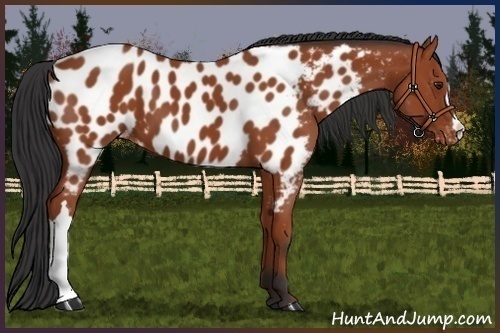 Horse Color:Bay Appaloosa 