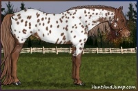 Horse Color:Chestnut Appaloosa 
