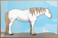 Horse Color:Red Dun Roan Pearl Near Leopard Rabicano 