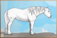 Horse Color:Silver Bay Chinchilla Pearl Splash Tobiano Appaloosa Rabicano