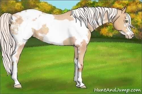 Horse Color:White Spotted Silver Amber Champagne Frame Varnish 