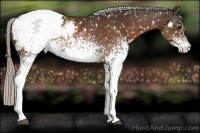 Horse Color:White Spotted Silver Brown Appaloosa 