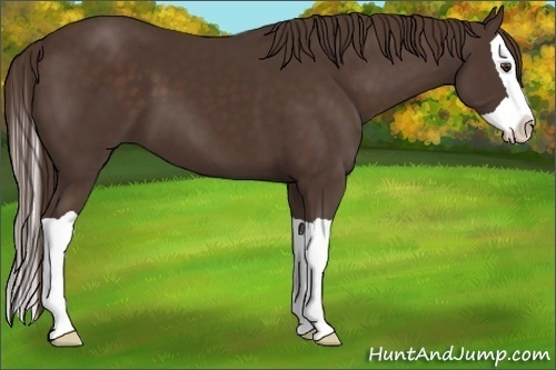 Horse Color:Liver Chestnut Splash 