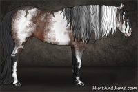 Horse Color:White Spotted Bay Splash Frame