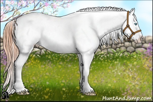 Horse Color:Buckskin Roan Pearl Dun Blanket