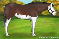 Horse Color:Bay Splash 