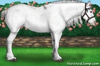 Horse Color:Liver Chestnut Sabino Splash Varnish