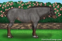 Horse Color:Liver Red Roan Rabicano 