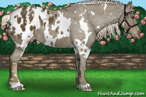 Horse Color:White Spotted Chocolate Palomino Blanket