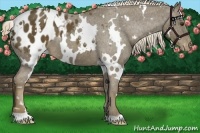 Horse Color:White Spotted Chocolate Palomino Blanket 