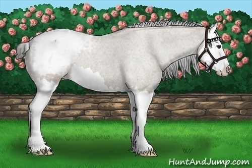 Horse Color:Liver Red Dun Roan Sabino Splash Varnish