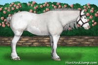 Horse Color:Liver Red Dun Roan Sabino Splash Varnish 