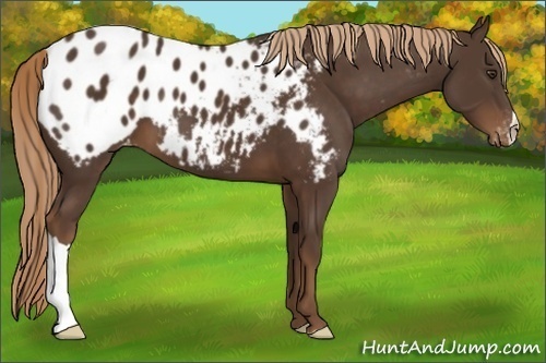 Horse Color:Liver Chestnut Appaloosa 
