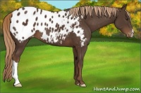 Horse Color:Liver Chestnut Appaloosa 