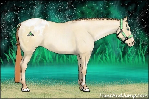 Horse Color:Classic Champagne Pearl Dun Sabino Appaloosa 