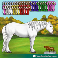 Horse Color:Silver Grullo Sabino Appaloosa