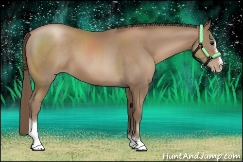 Horse Color:Black Pearl Sabino 