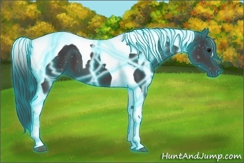 Horse Color:Thunderstruck Black Tobiano