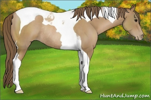 Horse Color:Black Pearl Tobiano Rabicano 