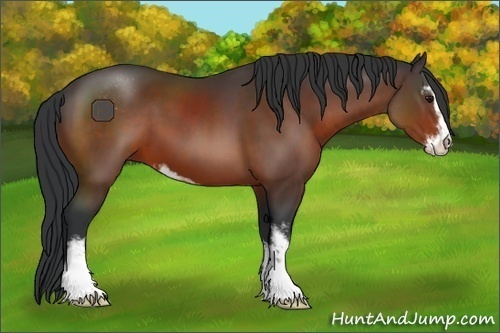 Horse Color:Brown Sabino 