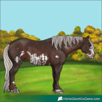 Horse Color:Chocolate Silver Brown  and Silver Brown Frame 