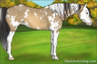 Horse Color:White Spotted Buckskin Dun Splash 