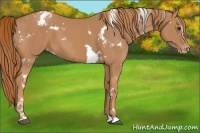 Horse Color:White Spotted Chestnut Sabino Varnish