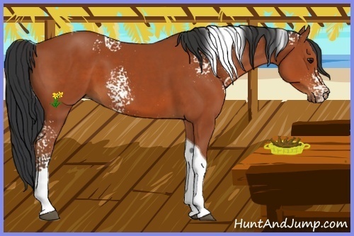 Horse Color:White Spotted Brown Tobiano 