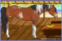 Horse Color:White Spotted Brown Tobiano 