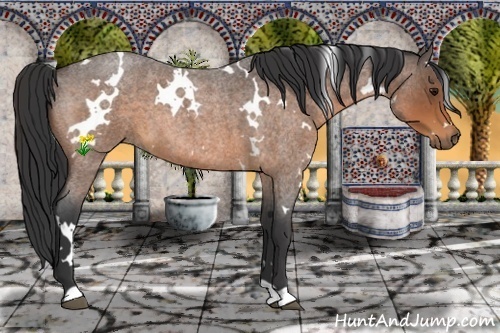 Horse Color:White Spotted Buckskin Roan 