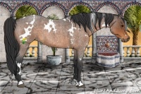 Horse Color:White Spotted Buckskin Roan 
