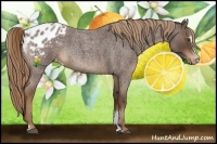 Horse Color:Liver Red Roan Sabino Appaloosa 