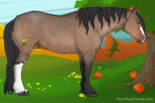 Horse Color:Brown Dun and Brown Dun