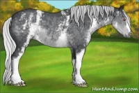 Horse Color:White Spotted Silver Blue Chinchilla Roan 
