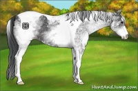 Horse Color:White Spotted Black Tobiano 