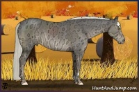 Horse Color:Liver Chestnut Ice Sabino 