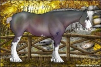 Horse Color:Silver Brown Sabino 