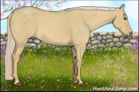 Horse Color:Palomino Roan Dun 